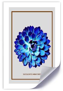 Plakát Modrý miniaturní sukulent Barva rámu: Bez rámu, Rozměry: 30 x 45 cm