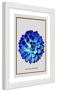 Plakát Modrý miniaturní sukulent Barva rámu: Bílá, Rozměry: 30 x 45 cm