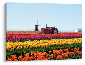 Obraz tulipánové farmy (70x50 cm)