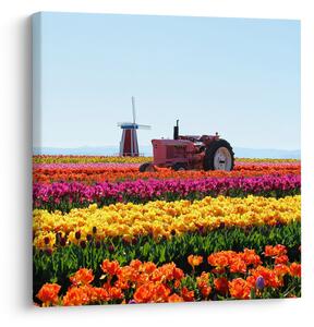 Obraz tulipánové farmy (30x30 cm)