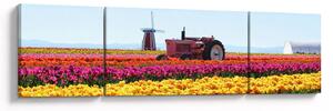 Obraz tulipánové farmy (170x50 cm)