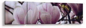 Obraz - Magnolie (170x50 cm)