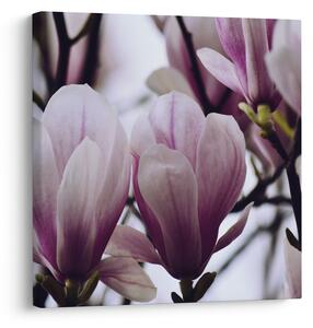 Obraz - Magnolie (30x30 cm)
