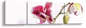 Obraz květu orchideje (170x50 cm)