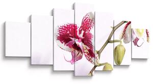 Obraz květu orchideje (210x100 cm)