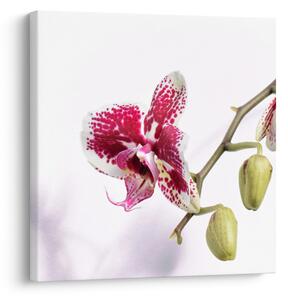 Obraz květu orchideje (30x30 cm)