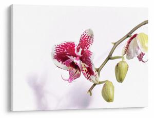 Obraz květu orchideje (70x50 cm)
