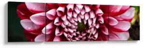 Obraz růžové jIřiny (170x50 cm)