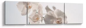 Obraz bílé orchideje (170x50 cm)