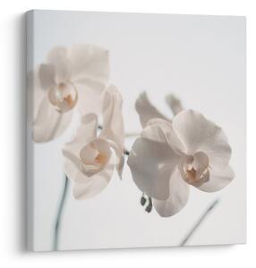Obraz bílé orchideje (30x30 cm)