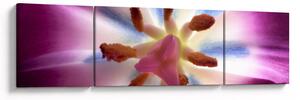 Obraz - Květ tulipánu v detailu (170x50 cm)