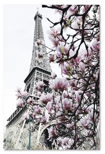 Obraz na plátně Eiffelova věž a magnólie - Dmitry Belov Rozměry: 40 x 60 cm