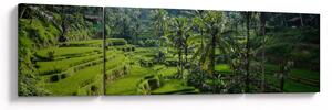 Obraz rýžových teras Tegalalang, Bali (170x50 cm)