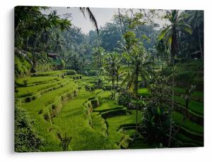 Obraz rýžových teras Tegalalang, Bali (70x50 cm)