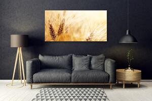 Akrylový obraz Pšenice Rostlina Příroda 120x60 cm
