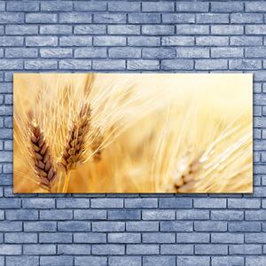 Akrylový obraz Pšenice Rostlina Příroda 120x60 cm