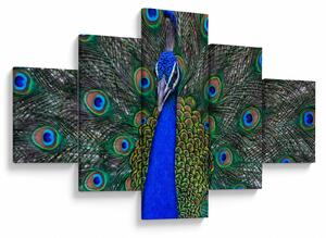 Obraz - Páv (125x70 cm)