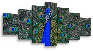 Obraz - Páv (210x100 cm)