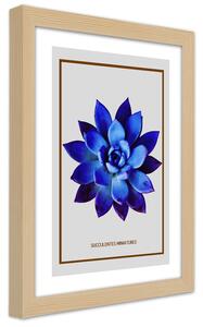 Plakát Modrý sukulent Barva rámu: Přírodná, Rozměry: 30 x 45 cm
