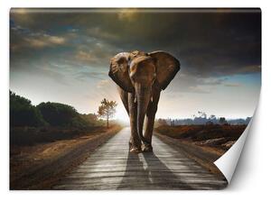 Fototapeta Putování slona Materiál: Vliesová, Rozměry: 200 x 140 cm