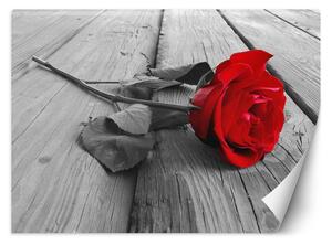 Fototapeta Červená růže Materiál: Vliesová, Rozměry: 200 x 140 cm