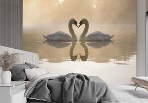 Fototapeta Zamilované labutě Materiál: Vliesová, Rozměry: 200 x 140 cm