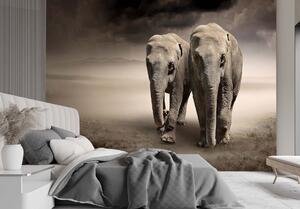 Fototapeta Pár slonů Materiál: Vliesová, Rozměry: 200 x 140 cm