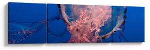 Obraz medůzy (170x50 cm)