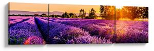Obraz levandulového pole, Provence (170x50 cm)