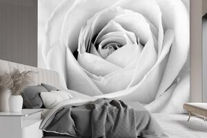 Fototapeta Bílá růže, detailní záběr na poupě Materiál: Vliesová, Rozměry: 200 x 140 cm
