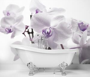 Fototapeta Kvetoucí orchidej Materiál: Vliesová, Rozměry: 200 x 140 cm