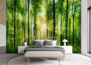 Fototapeta Sluneční paprsky v zeleném lese Materiál: Vliesová, Rozměry: 200 x 140 cm