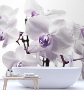 Fototapeta Fialová orchidej s rosou na okvětních lístcích Materiál: Vliesová, Rozměry: 100 x 100 cm