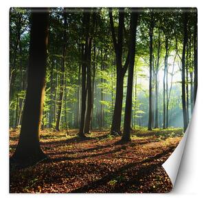 Fototapeta Les a slunce pronikající korunami stromů Materiál: Vliesová, Rozměry: 100 x 100 cm