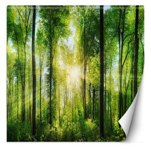Fototapeta Slunce svítí skrz koruny stromů Materiál: Vliesová, Rozměry: 100 x 100 cm