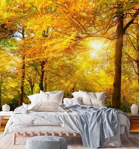 Fototapeta Podzimní les ve slunečním svitu Materiál: Vliesová, Rozměry: 100 x 100 cm