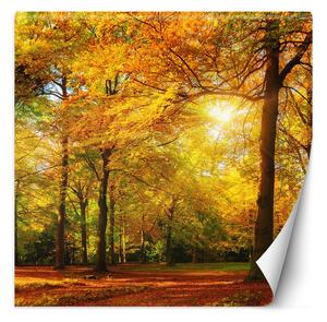 Fototapeta Podzimní les ve slunečním svitu Materiál: Vliesová, Rozměry: 100 x 100 cm