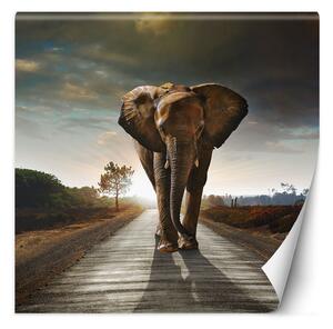Fototapeta Slon pochodující po silnici Materiál: Vliesová, Rozměry: 100 x 100 cm