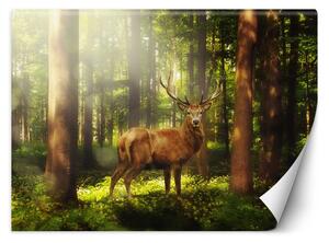 Fototapeta Jelen v lese Materiál: Vliesová, Rozměry: 200 x 140 cm