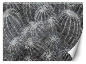 Fototapeta Kaktusy v šedé barvě Materiál: Vliesová, Rozměry: 200 x 140 cm