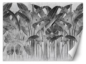 Fototapeta Banánové listy v černé a bílé barvě Materiál: Vliesová, Rozměry: 200 x 140 cm