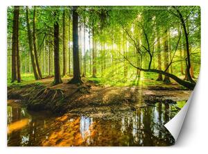 Fototapeta Potok v lese při východu slunce Materiál: Vliesová, Rozměry: 200 x 140 cm