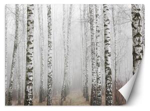 Fototapeta Březový les v mlze Materiál: Vliesová, Rozměry: 200 x 140 cm
