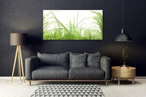 Akrylový obraz Tráva Rostlina Příroda 120x60 cm