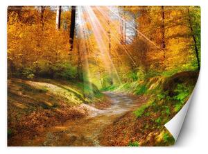Fototapeta Cesta v lese Materiál: Vliesová, Rozměry: 200 x 140 cm