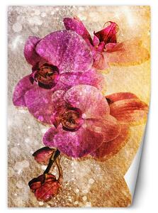 Fototapeta Fialové orchideje Materiál: Vliesová, Rozměry: 100 x 140 cm