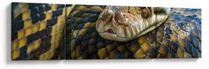 Obraz - Krajta (170x50 cm)