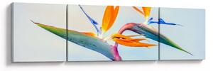 Obraz květu Strelície (170x50 cm)