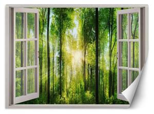 Fototapeta Okno - sluneční paprsky v lese Materiál: Vliesová, Rozměry: 280 x 200 cm
