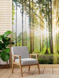 Fototapeta Odpolední slunce v lese Materiál: Vliesová, Rozměry: 100 x 140 cm